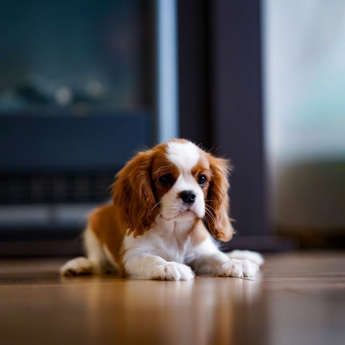 Cavalier King Charles Spaniel