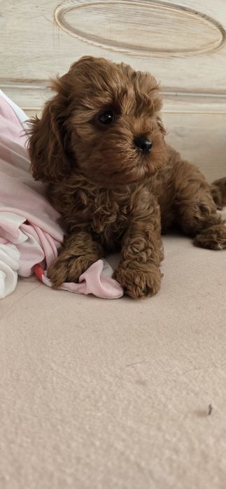 Cavapoo/ dziewczynka