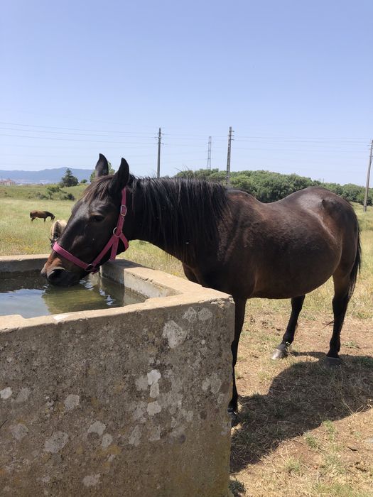Égua garrana muito mansinha 10 anos bem montada puxa carroça