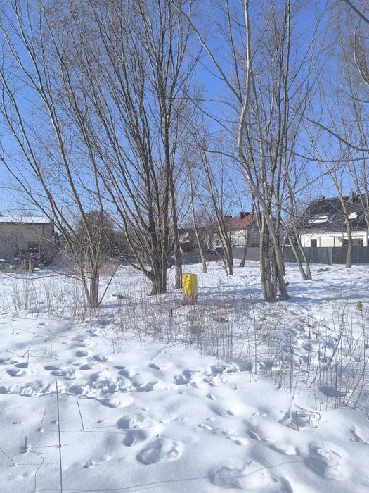 Oddam za darmo drewno