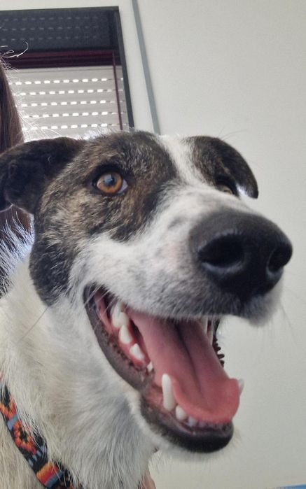 O melhor cão do mundo para adoção responsável