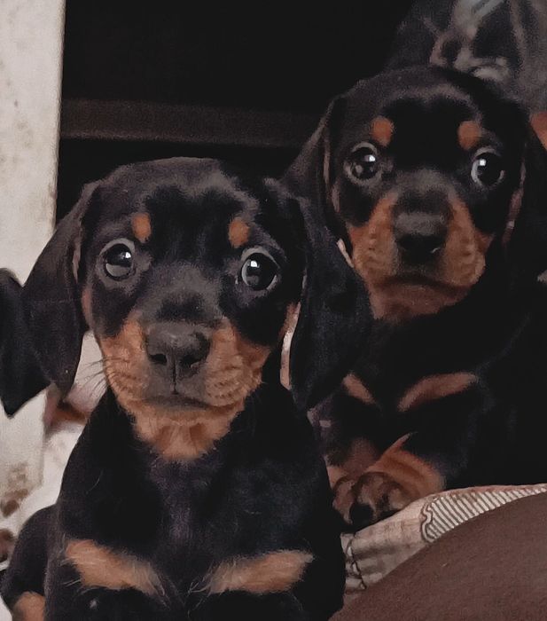 Миниатюрная такса  мальчики чёрно-подпалые