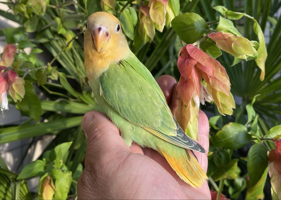 Agapornis domesticado