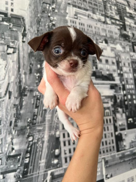 Chihuahua  Mini. Menino de olhos Verdes . Branco e chocolate Cabeça maçã.