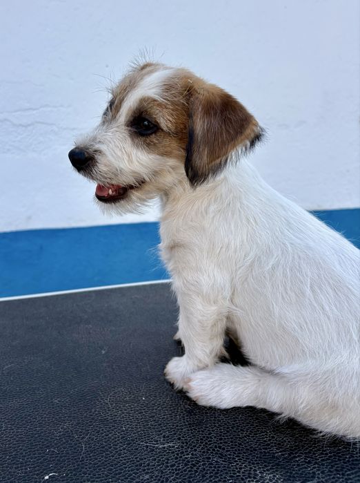 Jack Russell Terrier Broken C/Pedigree e Afixo
