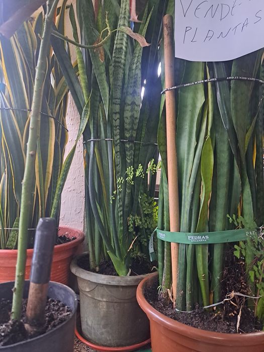 Plantas espadas de S. Jorge