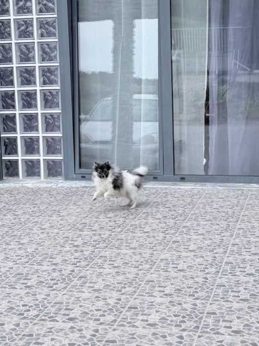 Spitz Anão miniatura