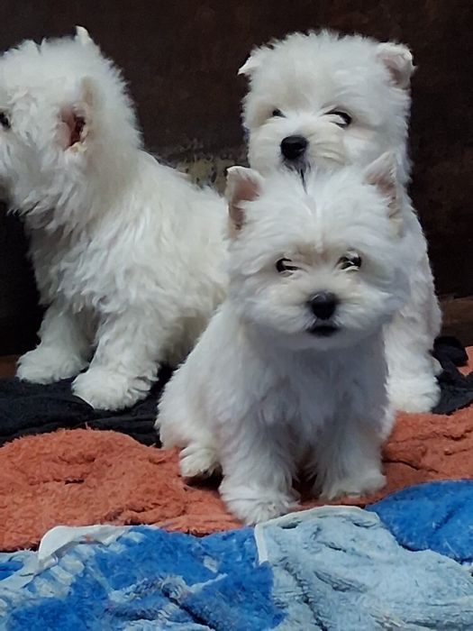 Szczeniaczek rasy West Highland White Terrier