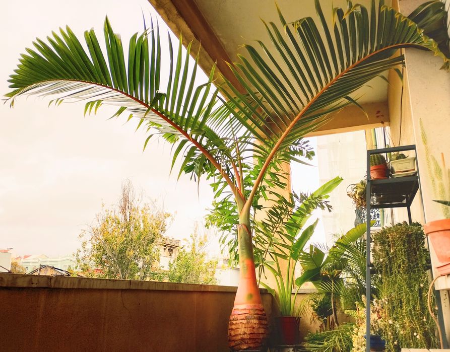 Impactantes palmeiras garrafa ou Mascarena, Hyophorbe lagenicaulis