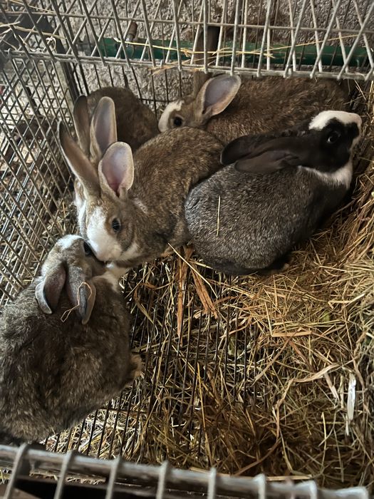 Vendo coelhos  caseiros