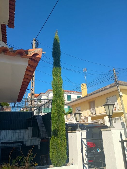 Árvore tuia com 3.50 metros