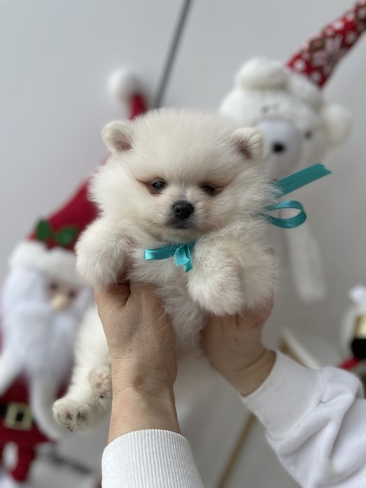 Померанські шпіци — Лише 3! Ідеальна можливість