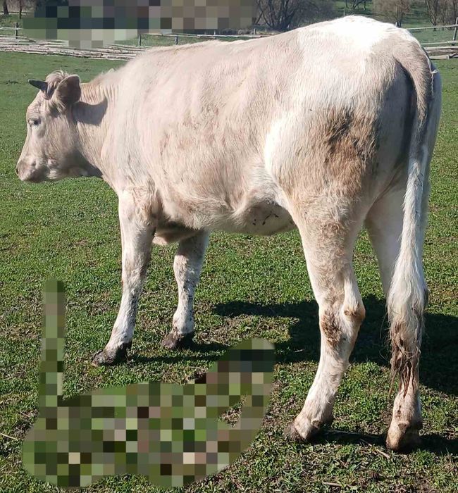 Продається теличка