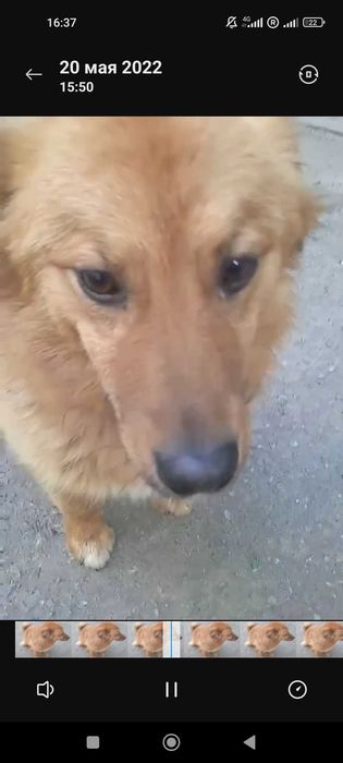 Помогите найти собачку Салтовка
