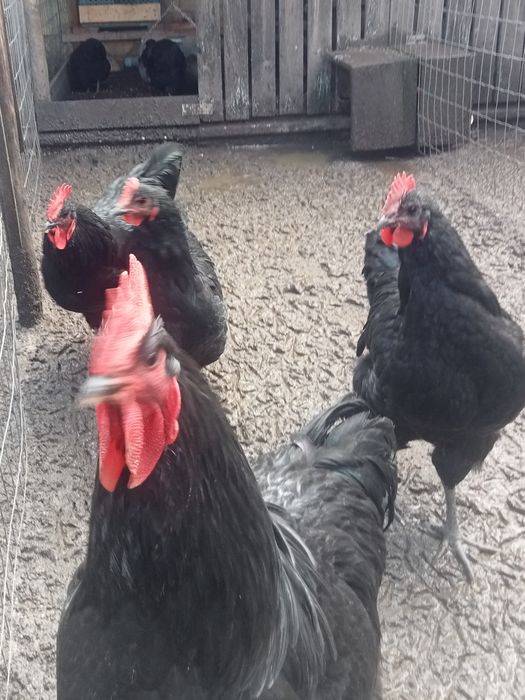 Galos Jersey Gigantes