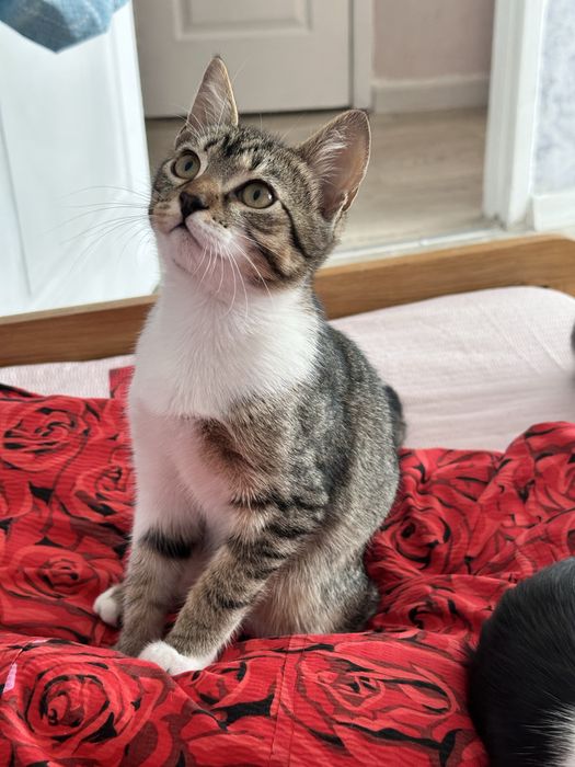 Подрощенные котята в самые заботливые и ответственные руки!