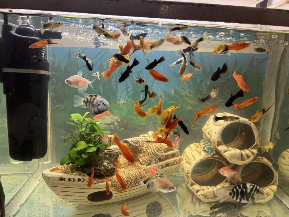 Продаються рибки