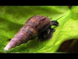 Ślimaczki akwariowe