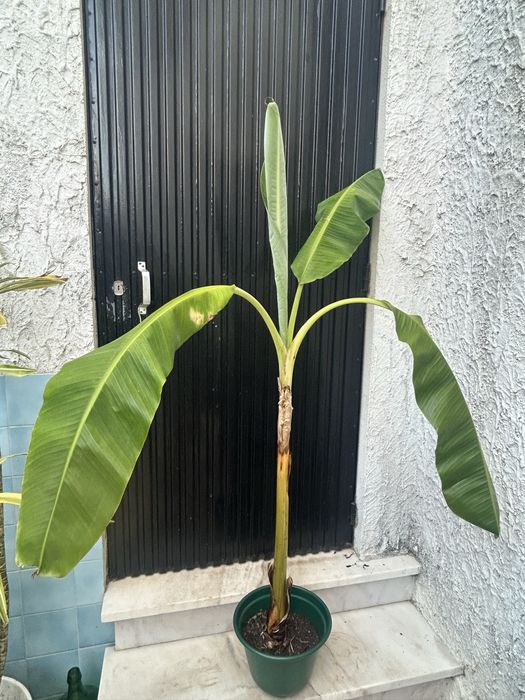 Bananeiras em vaso