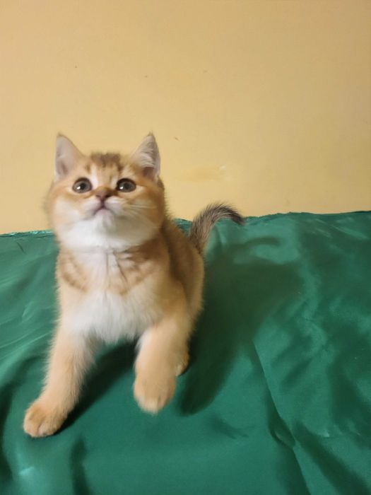 Хлопчик золота шиншилла.