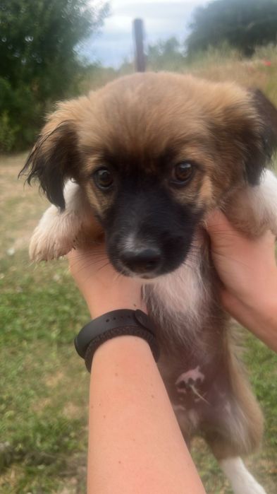 Собачки дворняшки (хлопчики і дівчата) Віддам в добрі руки ) Вибирайте