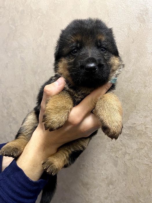 Топові цуценята німецької вівчарки