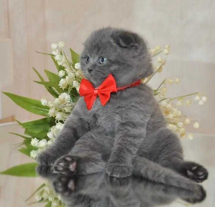 Одесса  шотландские котята плюшевые , вислоушка