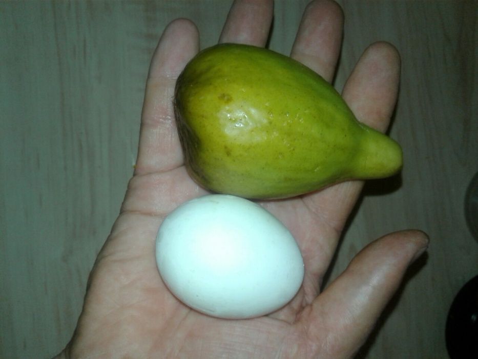 Продам саженцы инжира девять сортов