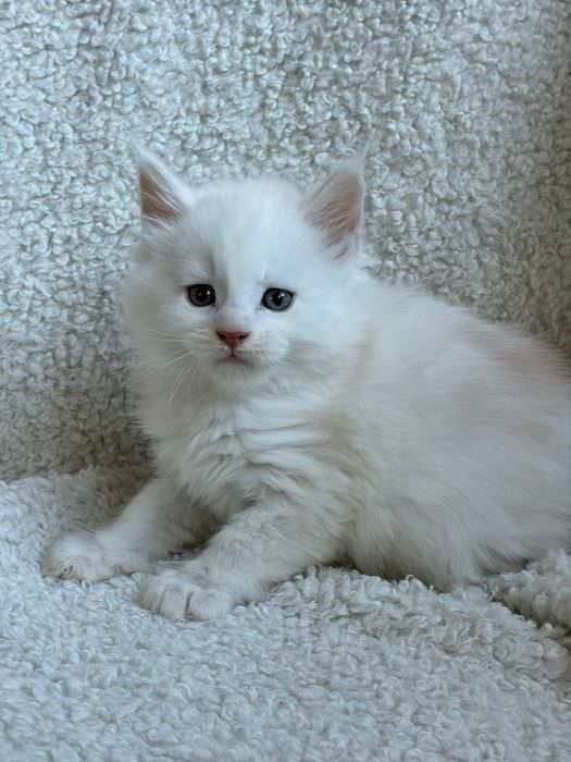 Kocur Maine Coon kocurek rudy ze srebrem