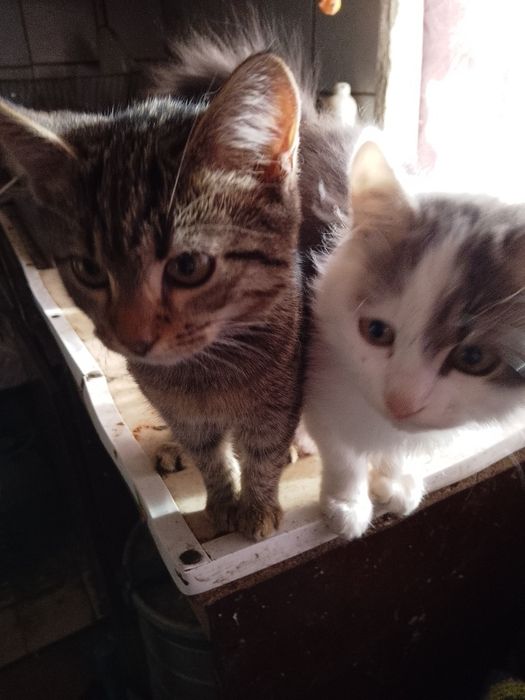 Кошенята в хороші руки