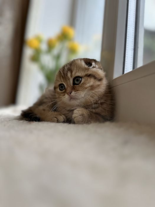 Шотландські кошенята
