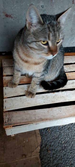 Отдам кота лесного окраса, 8 месяцев