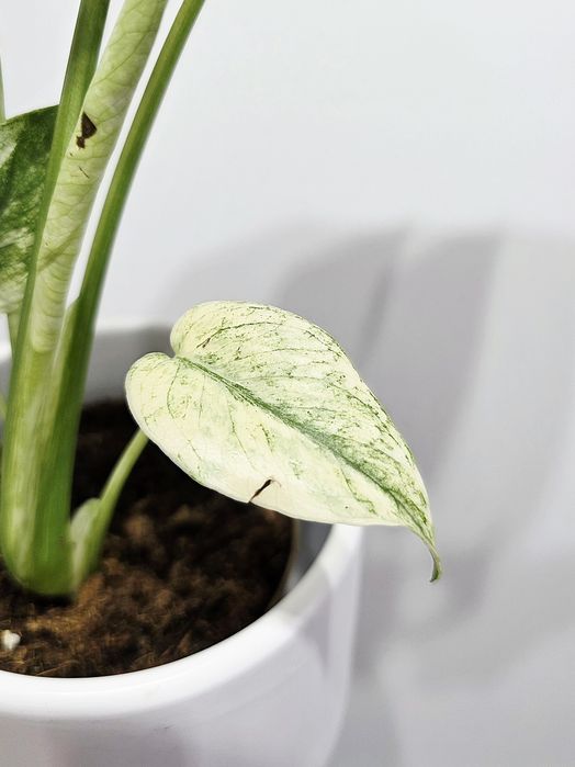 Monstera Deliciosa Mint