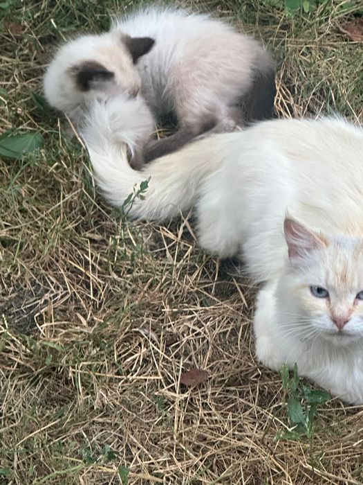 Кошенята безкоштовно