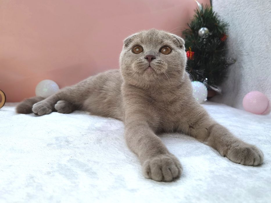 Лиловая клубная вислоухая девочка, 8 месяцев