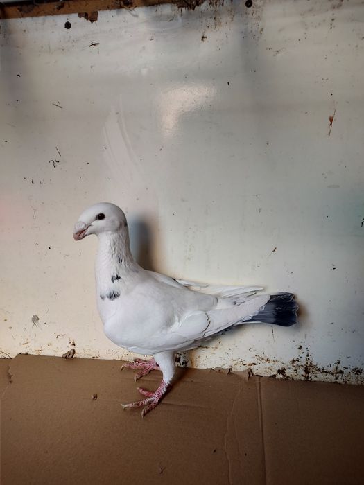 Sprzedam samcę niemiecki wystawowy