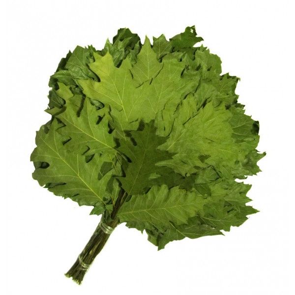 Віник банний, канадський дуб