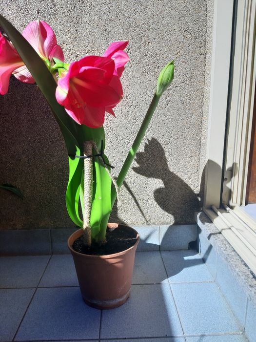 Vendo esta planta com o vaso
