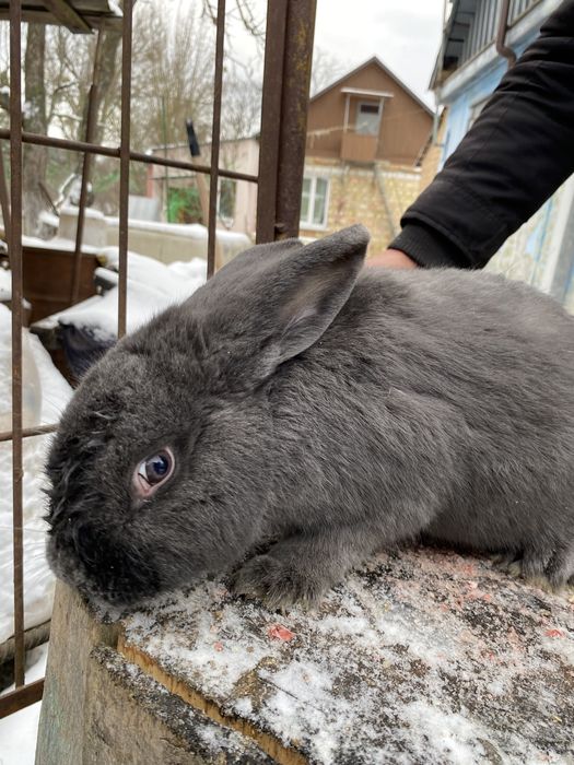 Кроличка порода «Віденьска голуба»