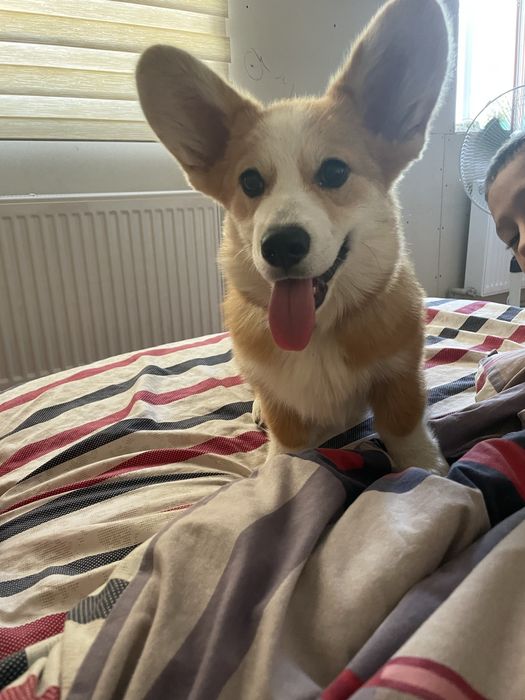 Коргі пемброк вязка