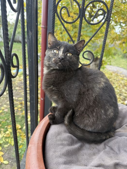 Кошенята шукають дім!