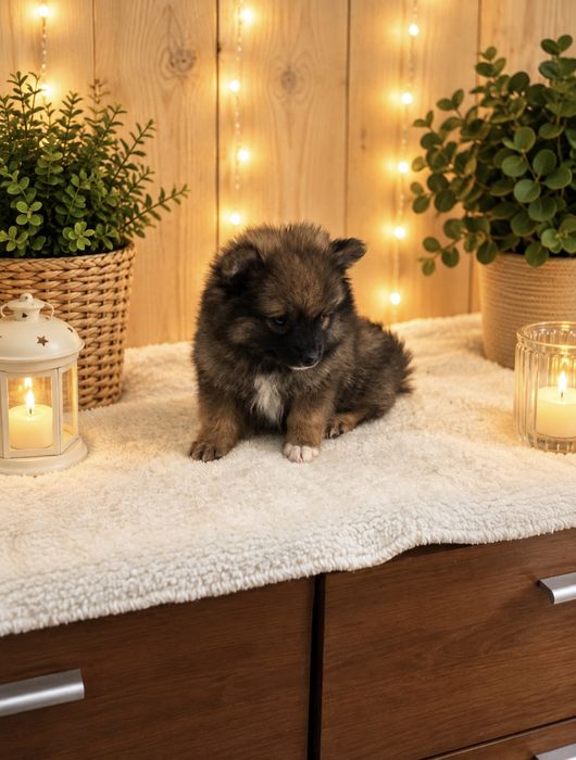 lulu da pomerania/spitz alemao anao