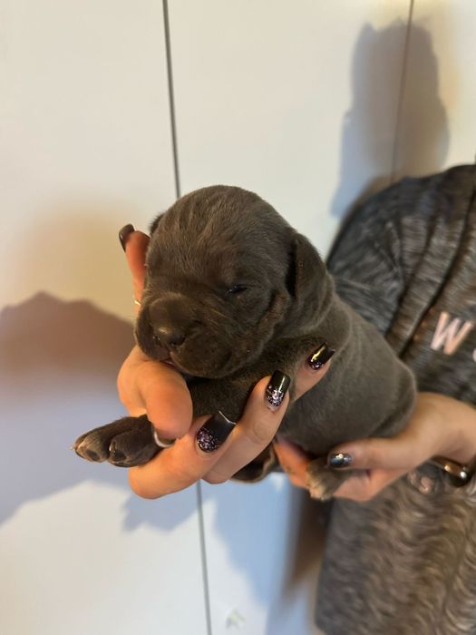 Niebieski Szczeniak Cane Corso szczeniaczek mocni rodzice, rodowód