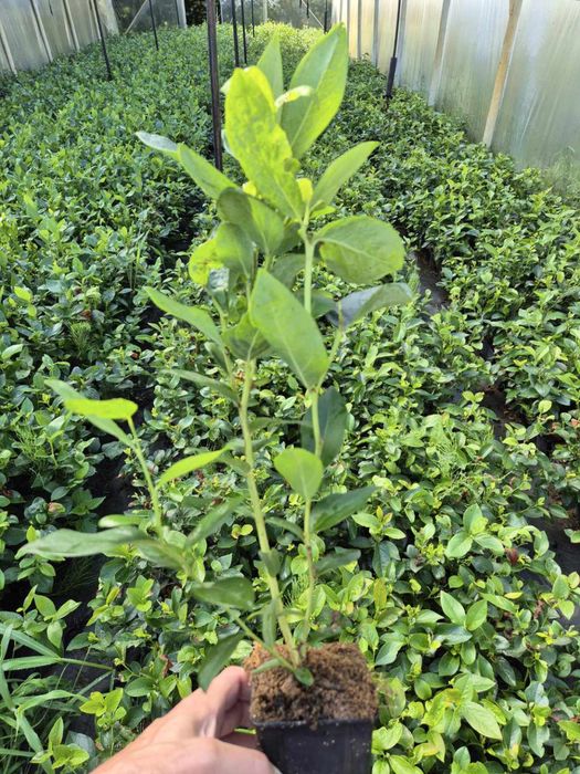 Borówka Amerykańska Sadzonki  Chandler