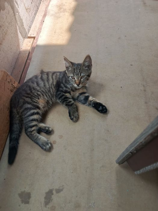 Віддам кошенят безкоштовно