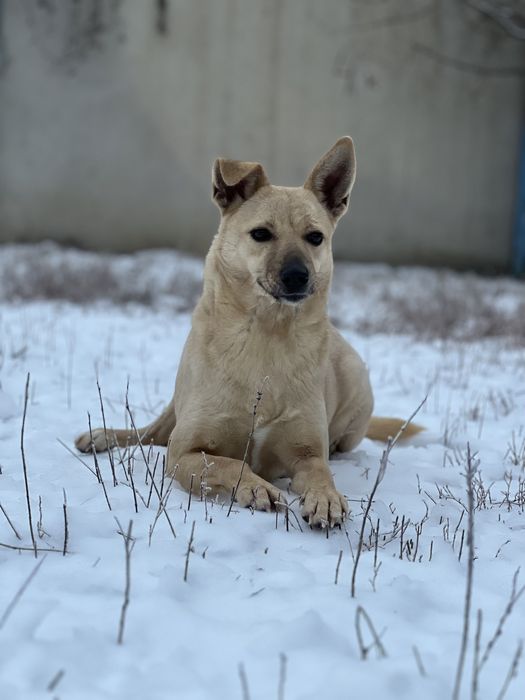 Дівчинка Олівка з Херсону шукає сімʼю