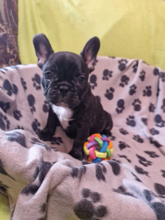 Французький бульдог