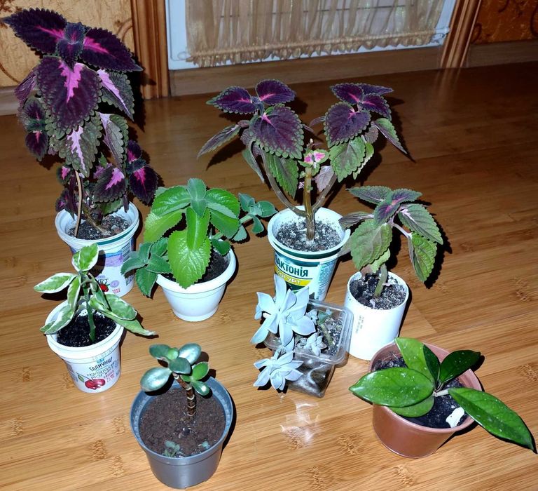 Комнатные цветы: педилантус, молочай,плектрантус