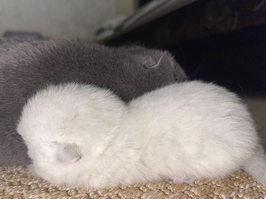 Кіт в’язка шотландський прямовухий