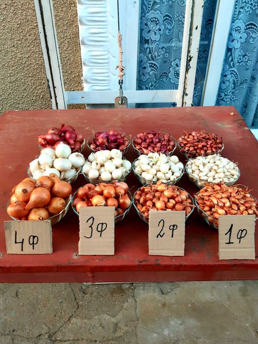 Лук севок ОПТ 2025